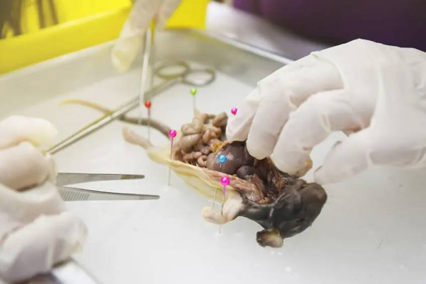 2号站日本将批准动物身上培育人体器官 动物本身可用于药物研发