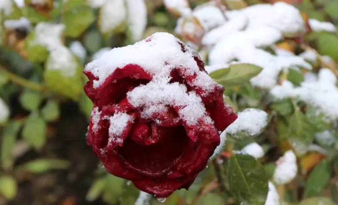 雪后玫瑰身价金贵 租金运费都算在花价里2号站