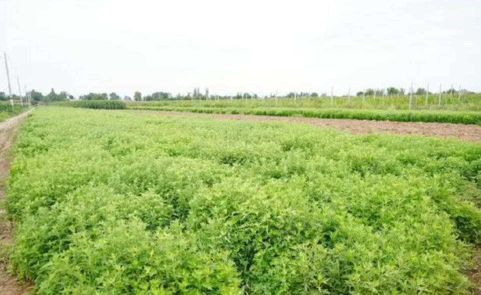 二号站传承仙风擎大旗 扶贫路上艾花香 ——宁夏扶贫重点项目皇甫谧艾草车间侧记